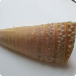 Bamboo Shoot Rice - International Cooking Blog