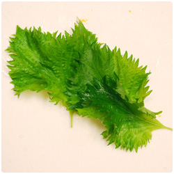 Tempura - The International Cooking Blog