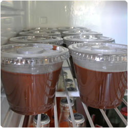 Chocolate pot de creme - International Cooking Blog