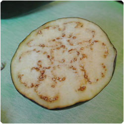 Eggplant Sformatino - international Cooking Blog