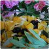 Orange and Fennel Salad