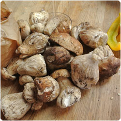 Porcini Trifolati - Cooking with Enrica Rocca